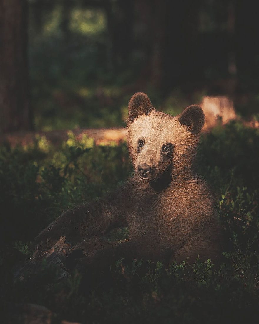 wild-animal-photography-konsta-punkka-14