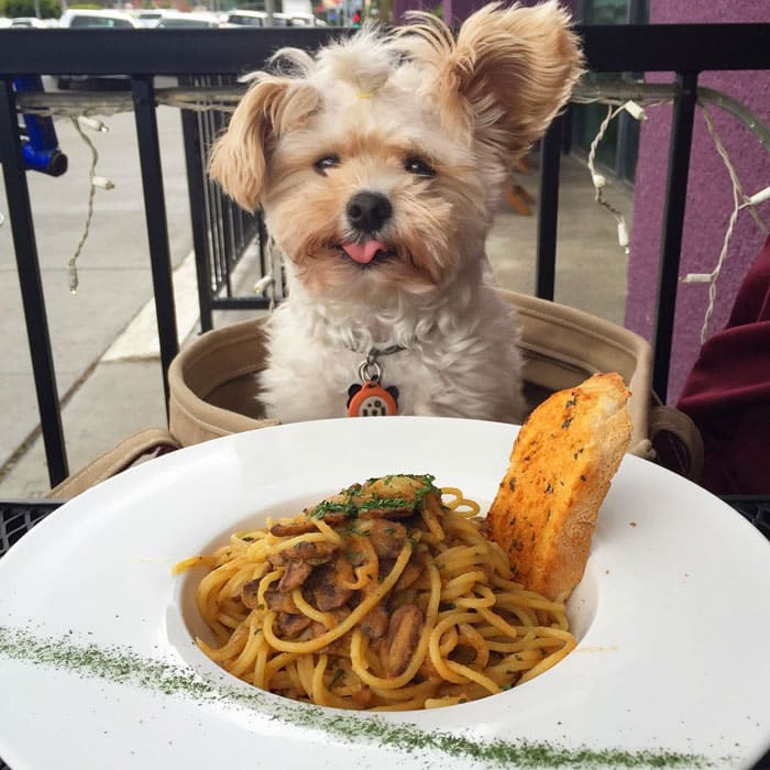 rescue-dog-food-instagram-popeyethefoodie-28-578602b7b8376__700