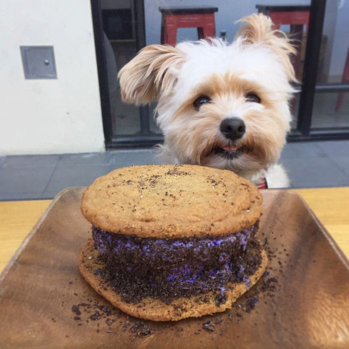 rescue-dog-food-instagram-popeyethefoodie-10-5786026aa1ca1__700