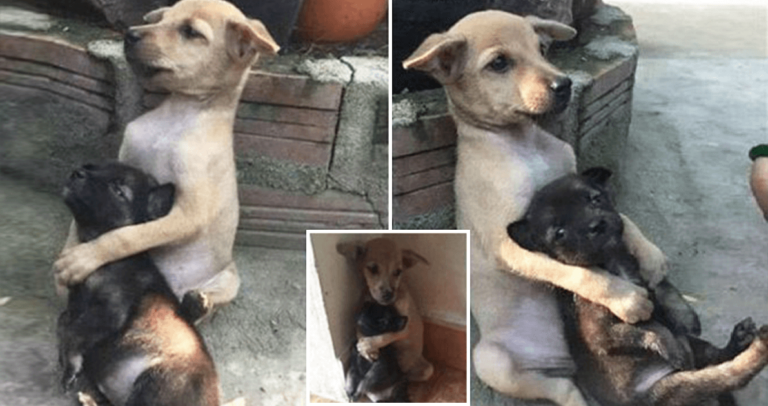 Αδέσποτος σκύλος δεν σταματά να αγκαλιάζει τον φίλο του όταν τους έσωσαν από τους δρόμους.