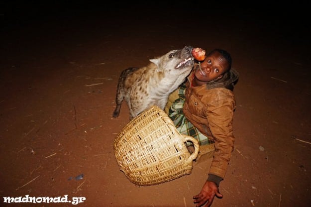 Λόγω μια παράξενης παράδοσης στη Harar, ο κόσμος ταΐζει άγριες ύαινες ακόμη και από στόμα σε στόμα! Το δοκίμασα κι εγώ ;-)