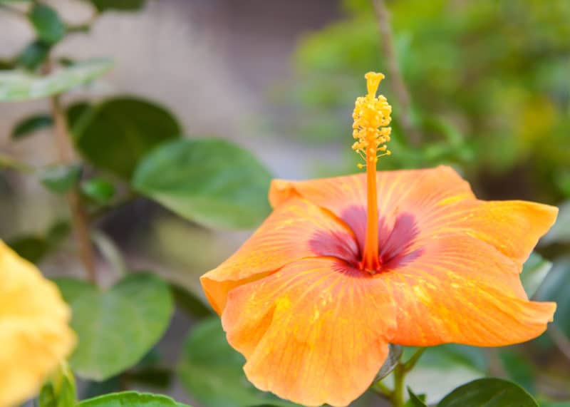 chinese-hibiscus-e1467121371471