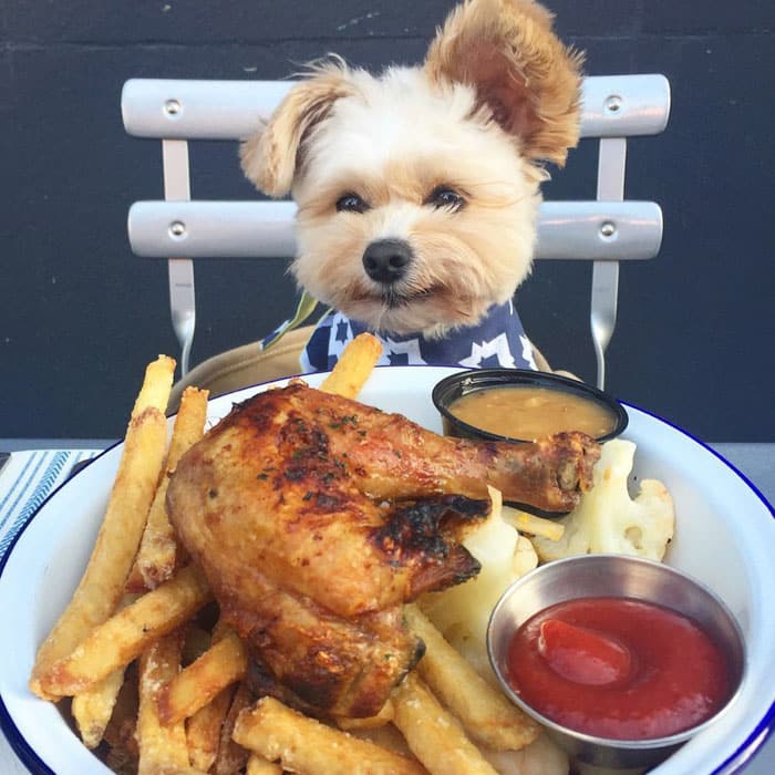 rescue-dog-food-instagram-popeyethefoodie-14-57860275a0cab__700