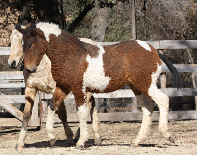 Υπάρχει μια φυλή αλόγων με σγουρό τρίχωμα, τόσο όμορφα που μοιάζουν με ψεύτικα! 