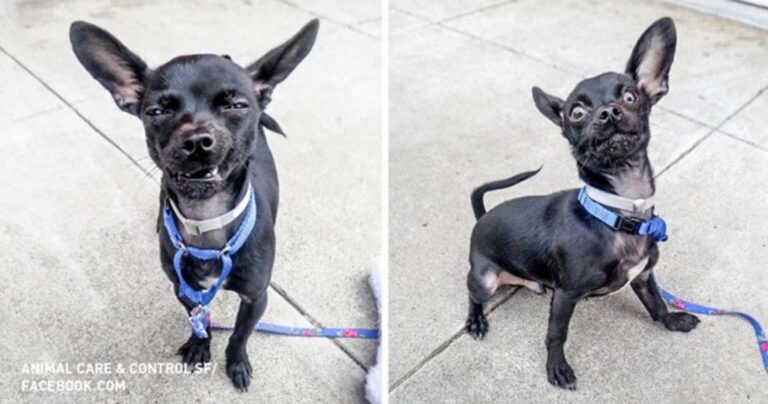 Οι γκριμάτσες αυτού του σκύλου είναι πραγματικά αξιολάτρευτες!