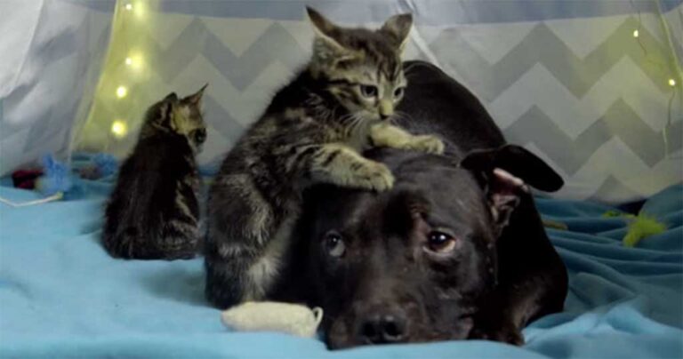 Πιτ μπουλ που διασώθηκε από κυνομαχίες, τώρα περνάει τον χρόνο του αγκαλιά με ένα γατάκι.