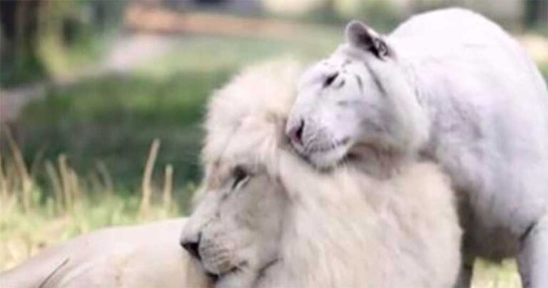 Σπάνιο λευκό λιοντάρι κάνει παιδιά με μια σπάνια λευκή τίγρη το αποτέλεσμα είναι εκπληκτικό.