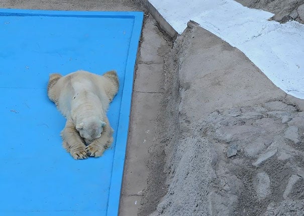 polar-bear-arturo-dies-mendoza-zoo-park-argentina-3