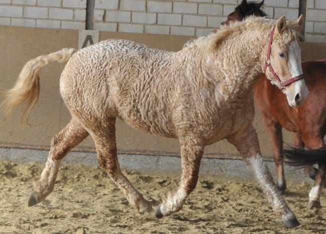 Υπάρχει μια φυλή αλόγων με σγουρό τρίχωμα, τόσο όμορφα που μοιάζουν με ψεύτικα! 