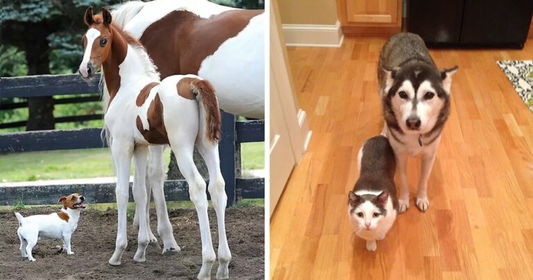 47 εικόνες ζώων από διαφορετικές μητέρες που μοιάζουν σαν αδέρφια