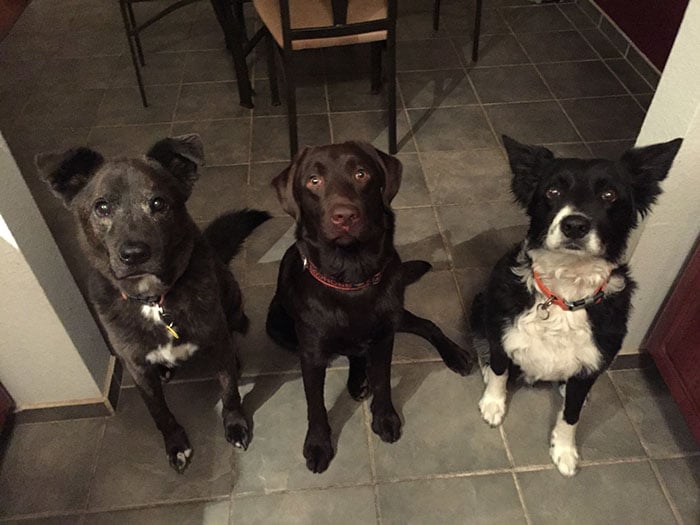 vet-rescued-chocolate-labrador-retriever-puppy-bronson-kaffekalle-43