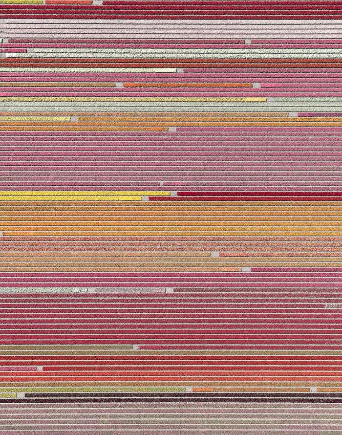 tulip-fields-aerial-photography-netherlands-bernhard-lang-5773d98d347d0__700