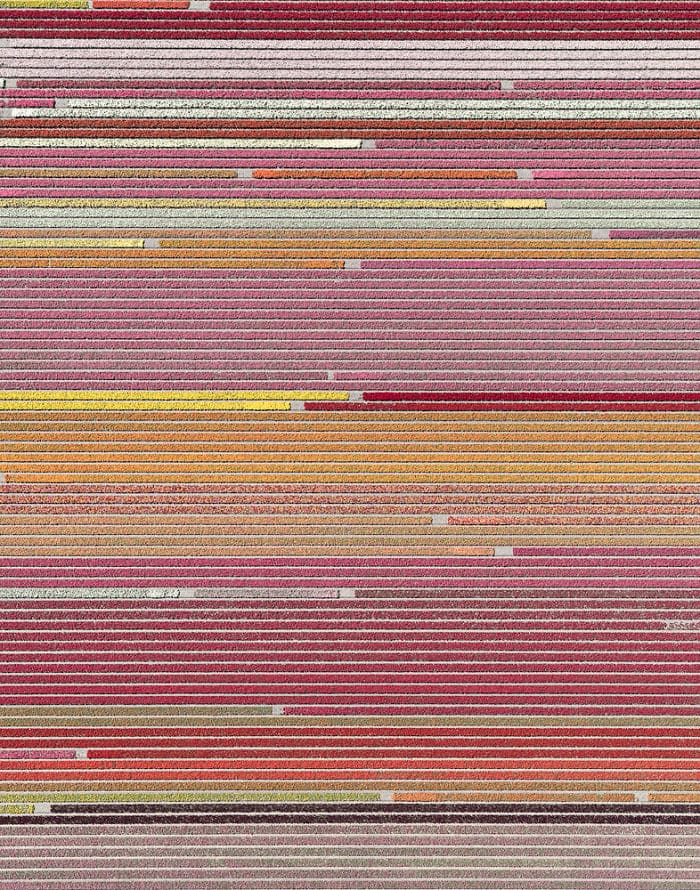 tulip-fields-aerial-photography-netherlands-bernhard-lang-5773d98d347d0__700