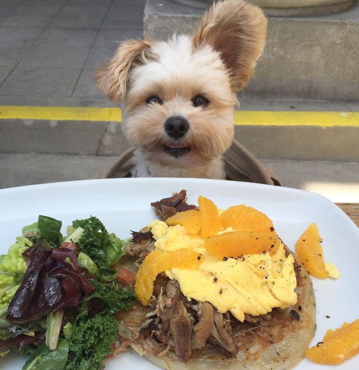 rescue-dog-food-instagram-popeyethefoodie-6-5786025fa365c__700