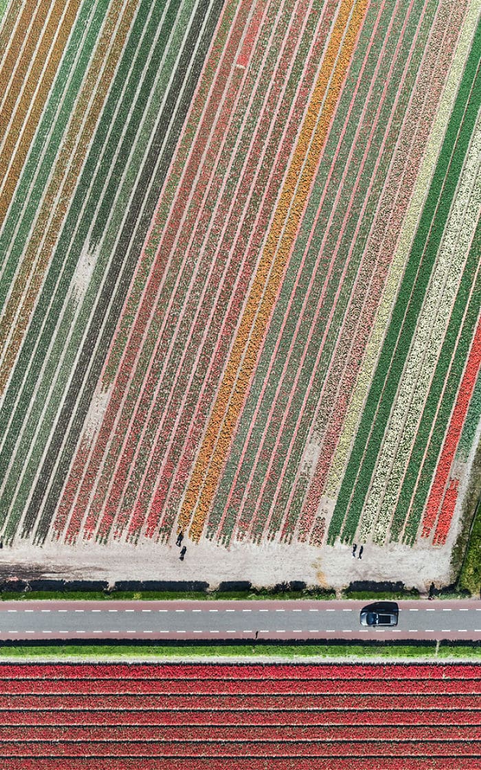 tulip-fields-aerial-photography-netherlands-bernhard-lang-5773d99746f83__700
