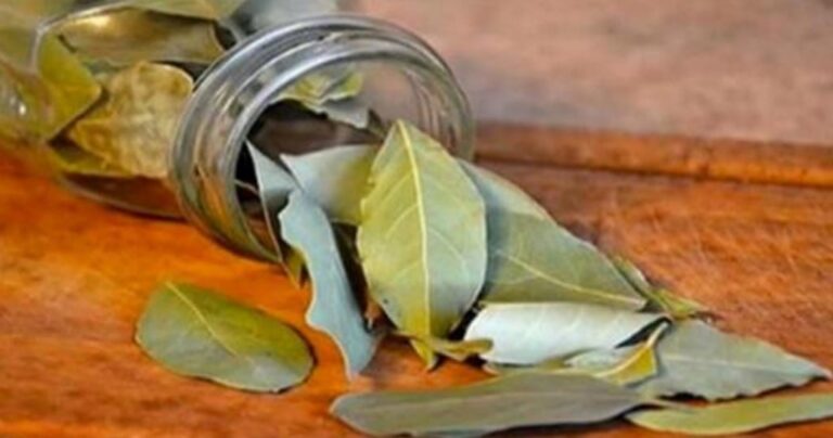 Προωθήστε τη χαλάρωση καίγοντας φύλλα δάφνης