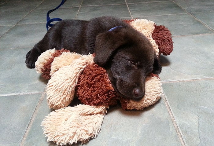 vet-rescued-chocolate-labrador-retriever-puppy-bronson-kaffekalle-24