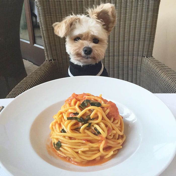 rescue-dog-food-instagram-popeyethefoodie-2-57860253c475f__700