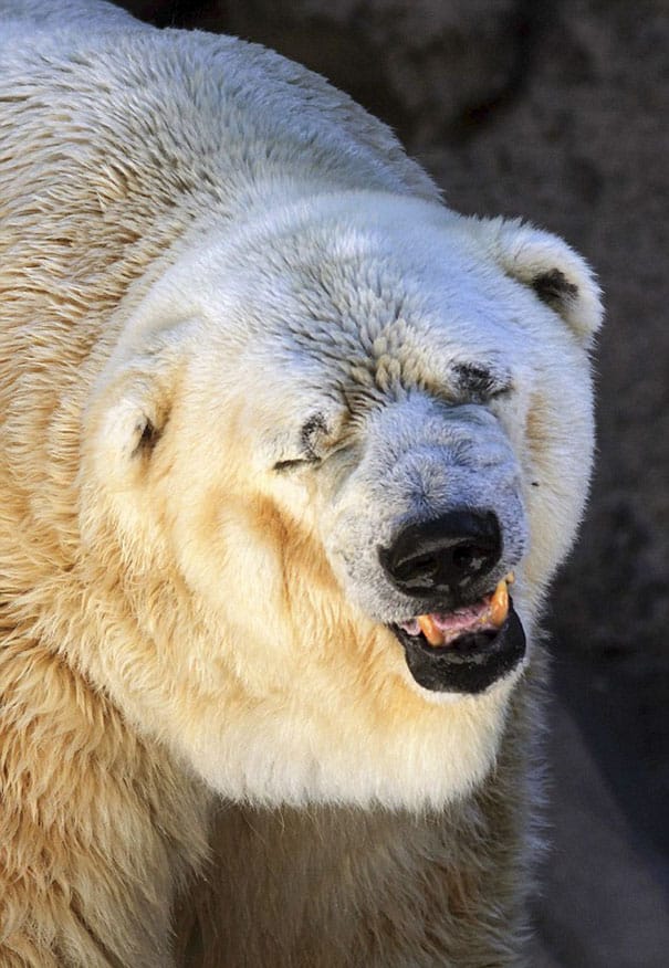 polar-bear-arturo-dies-mendoza-zoo-park-argentina-5