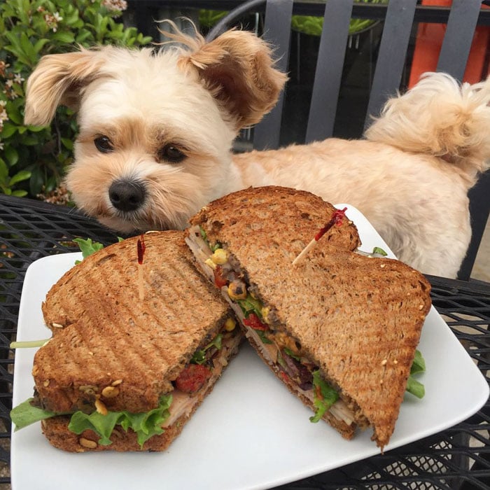 rescue-dog-food-instagram-popeyethefoodie-17-5786027fa9364__700