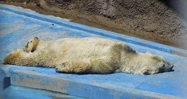 polar-bear-arturo-dies-mendoza-zoo-park-argentina-6