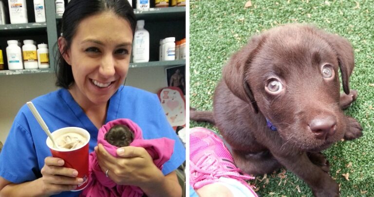 Κτηνίατρος σώζει από ευθανασία και υιοθετεί ένα μικροσκοπικό καφέ Λαμπραντόρ
