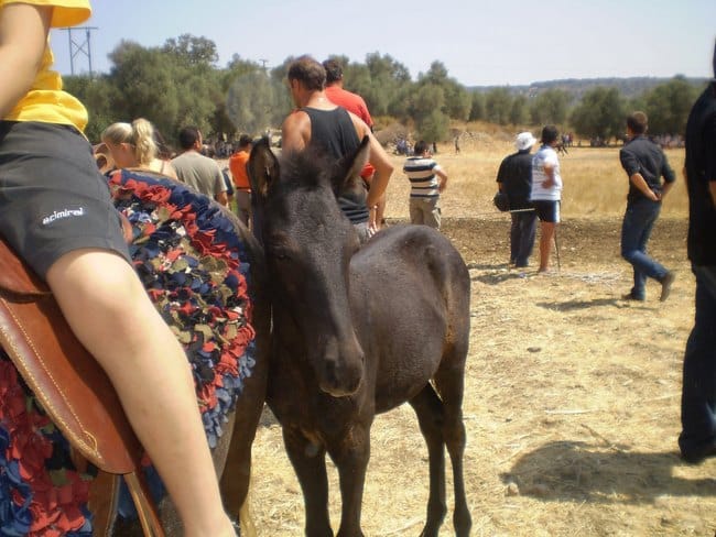 Η αρχαιότερη ευρωπαϊκή ράτσα αλόγου ζει μόνο στην Κρήτη εδώ και χιλιάδες χρόνια