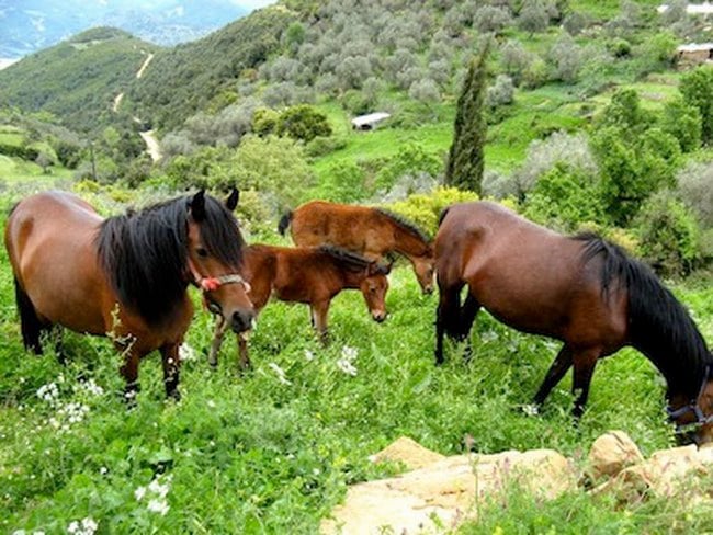 Η αρχαιότερη ευρωπαϊκή ράτσα αλόγου ζει μόνο στην Κρήτη εδώ και χιλιάδες χρόνια