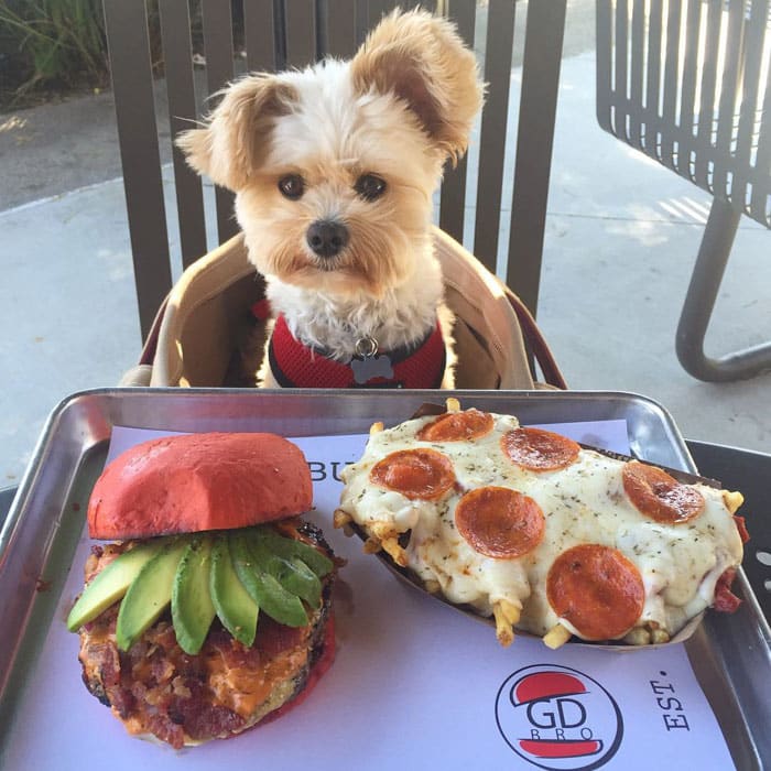 rescue-dog-food-instagram-popeyethefoodie-3-57860256c1c26__700