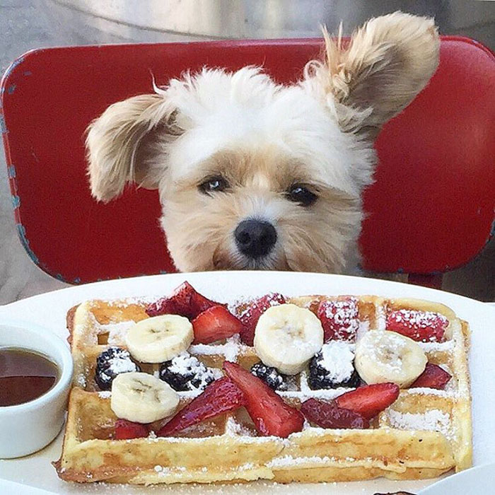 rescue-dog-food-instagram-popeyethefoodie-11-5786026cd17bd__700