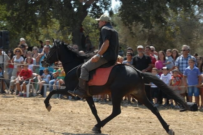 Η αρχαιότερη ευρωπαϊκή ράτσα αλόγου ζει μόνο στην Κρήτη εδώ και χιλιάδες χρόνια