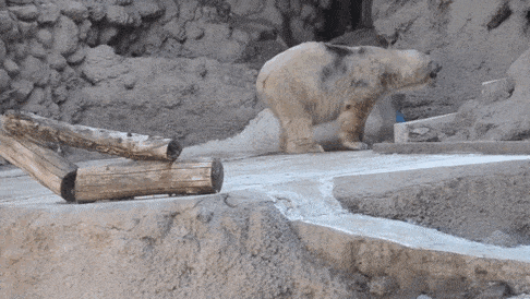 polar-bear-arturo-dies-mendoza-zoo-park-argentina-8