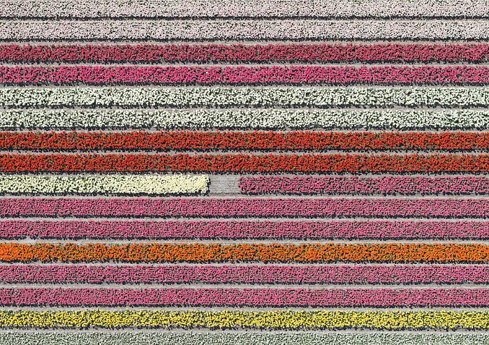 tulip-fields-aerial-photography-netherlands-bernhard-lang-577274f462994__700