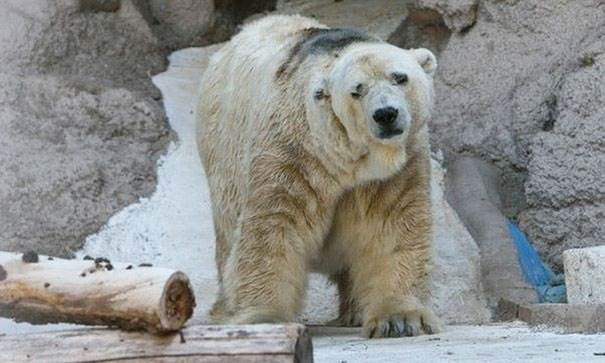 polar-bear-arturo-dies-mendoza-zoo-park-argentina-1