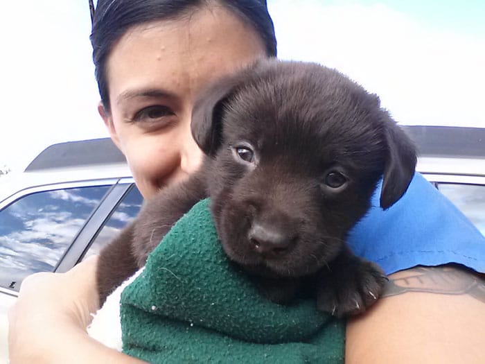 vet-rescued-chocolate-labrador-retriever-puppy-bronson-kaffekalle-16