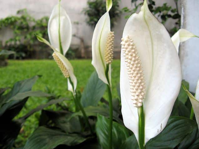 peace-lily.jpg.638x0_q80_crop-smart