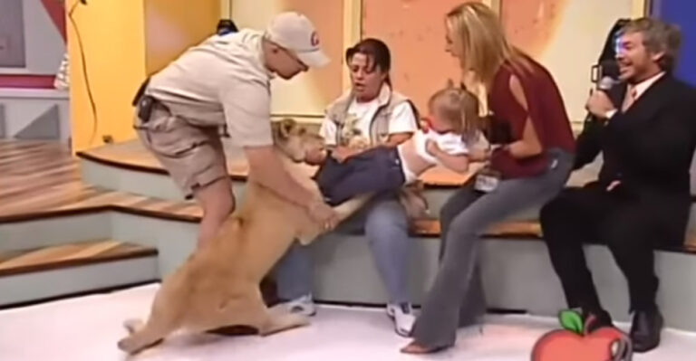 Λιοντάρι προσπαθεί να σκοτώσει ένα παιδί σε ζωντανή εκπομπή και η μητέρα γελάει!