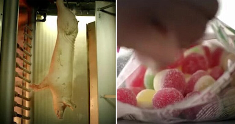 Μόλις δείτε πώς φτιάχνεται η ζελατίνη, μάλλον δεν θα ξαναγγίξετε ζελεδάκια και ζαχαρωτά