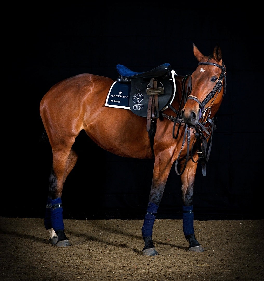 maserati-luxury-polo-horse-saddle-is-a-thing-of-unique-beauty_1