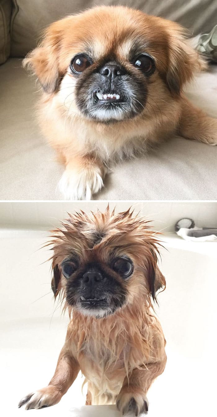wet-dogs-before-after-bath-47-57a473281cc1a__700