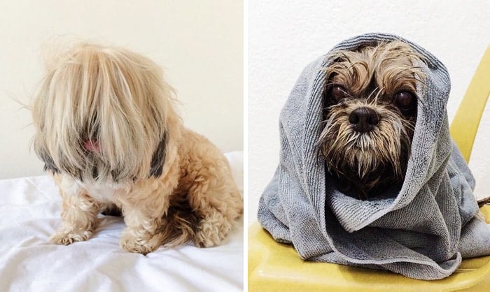 wet-dogs-before-after-bath-40-57a439c780f8b__700