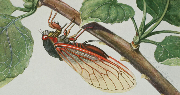 Τελικά γιατί τραγουδάει το τζιτζίκι;