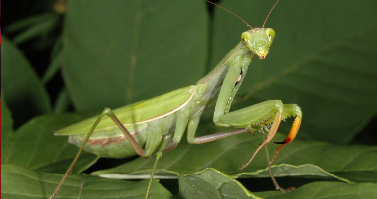 Ο τρόπος που αναπαράγεται το αλογάκι της Παναγίας είναι πραγματικά σοκαριστικός.