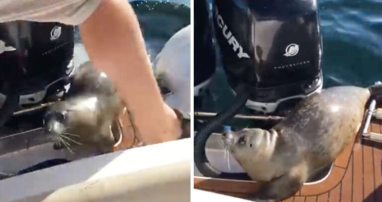 Φώκια πηδά σε βάρκα για να γλιτώσει από φάλαινες δολοφόνους.