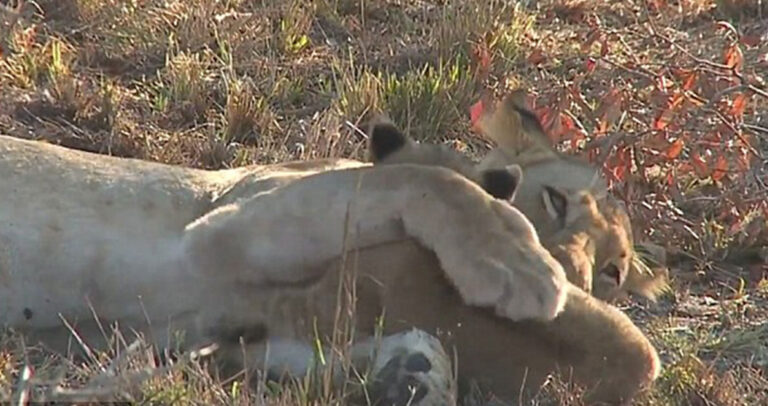 Η τρυφερή αντίδραση μιας λέαινας όταν την ξυπνάει το μικρό της.