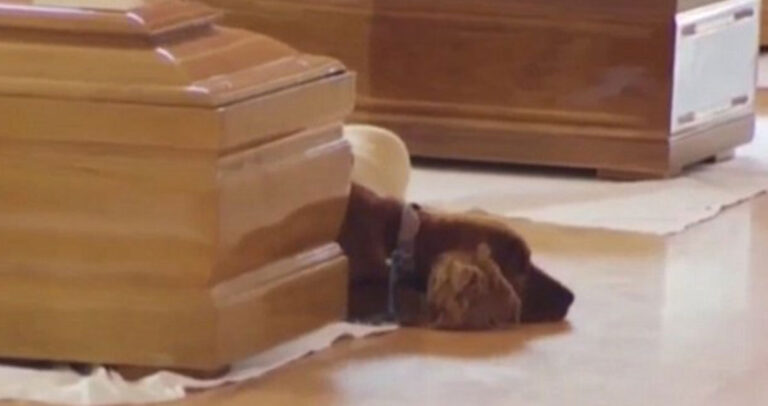 O «Χάτσικο» της Ιταλίας: Αρνείται να απομακρυνθεί από το φέρετρο του ιδιοκτήτη του.