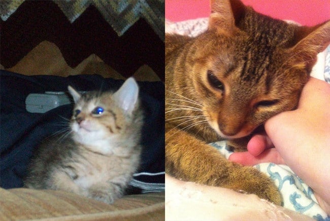 Dogs cats-first-last-04-risegr