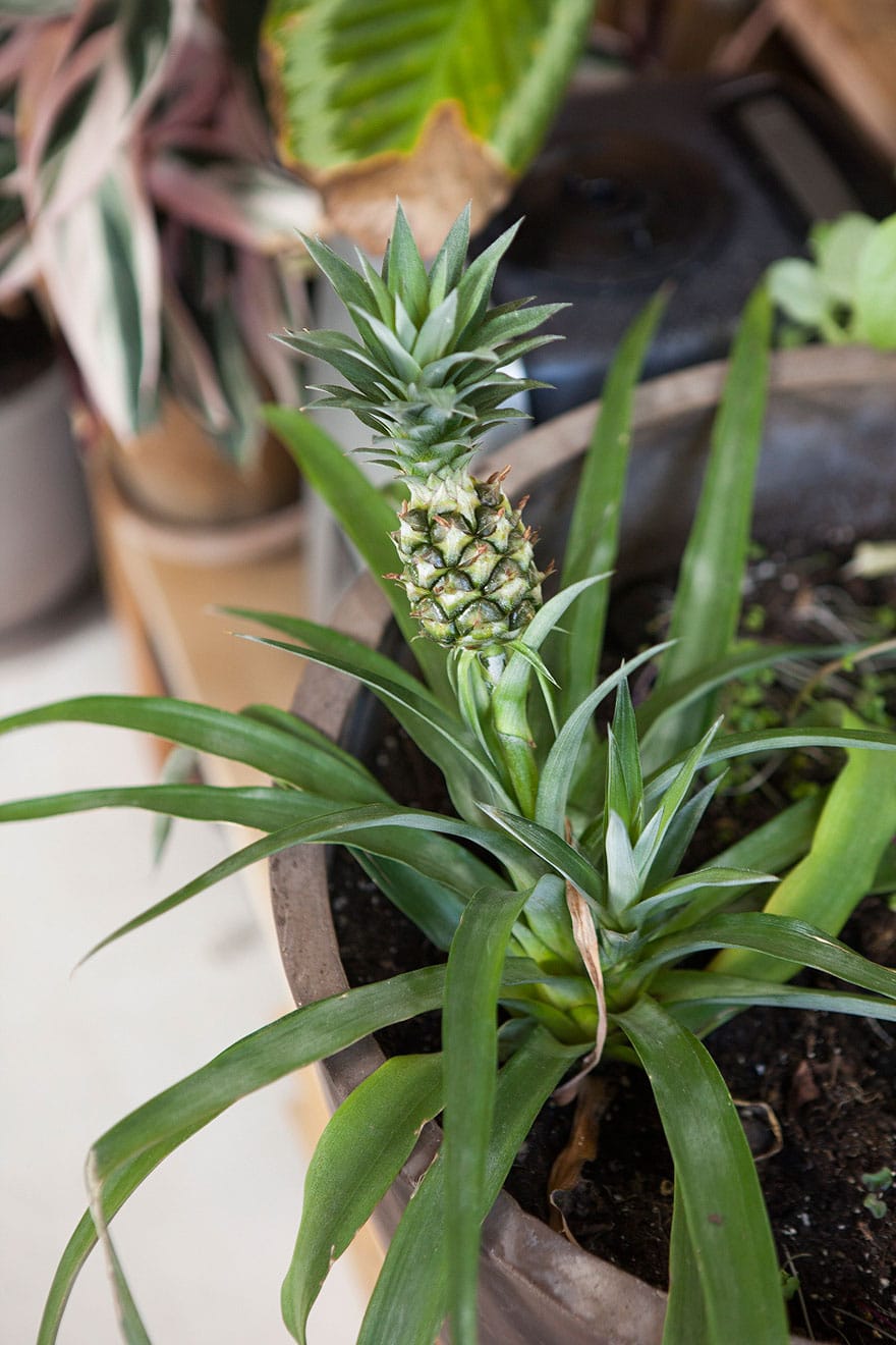 jungle-apartment-plants-summer-rayne-oakes-45