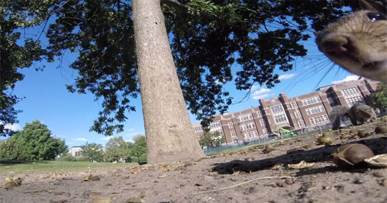 Σκίουρος κλέβει μία κάμερα GoPro και καταγράφει την διαφυγή του