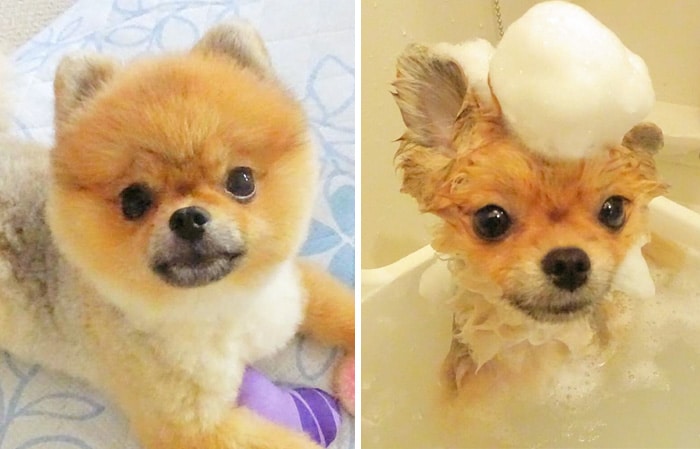 wet-dogs-before-after-bath-50-57a482274180b__700